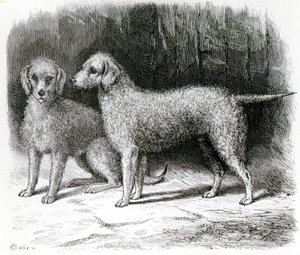 Bedlington Terriers- Mr. F. Armstrongs 